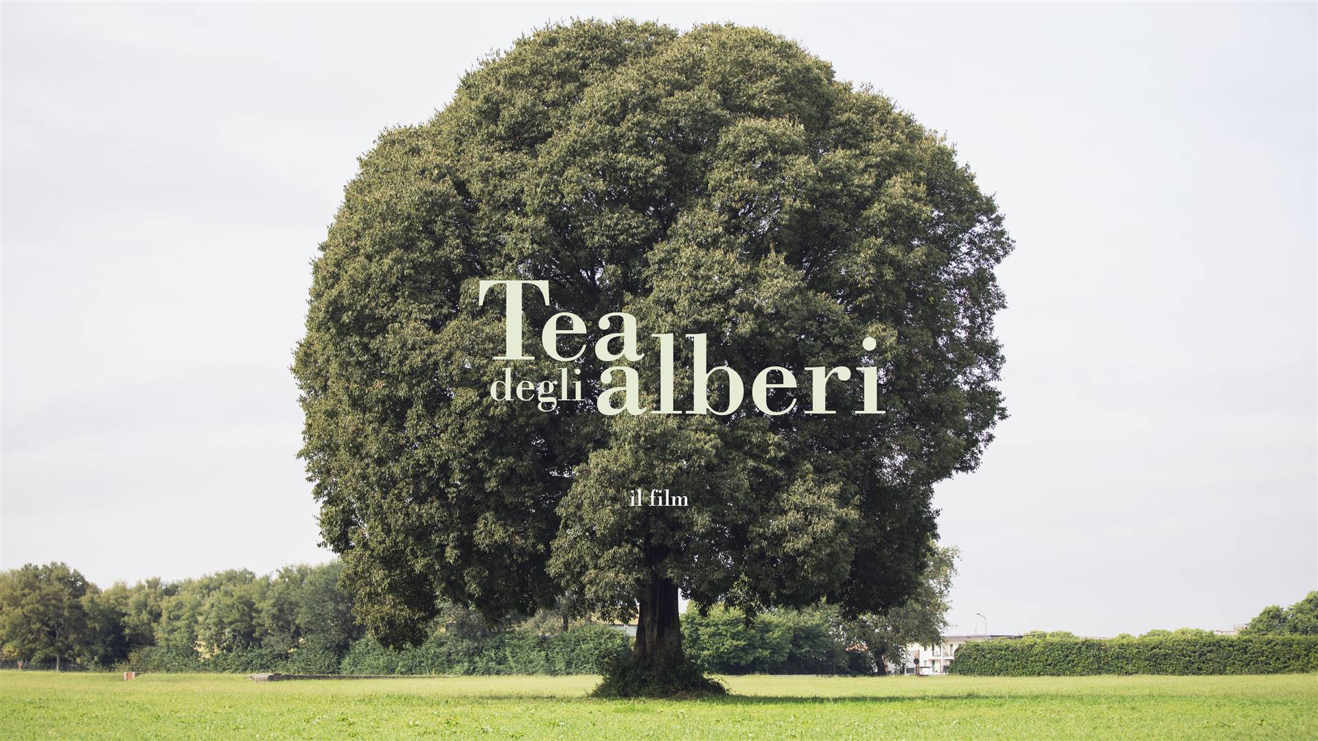 Tea degli Alberi